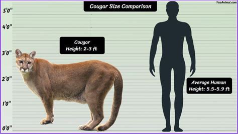 courgarnet|what is a human cougar.